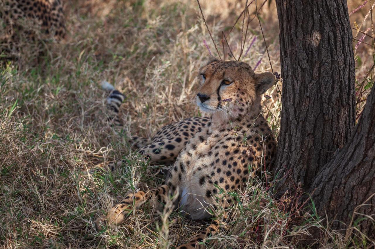 Mawe Tented Camp
