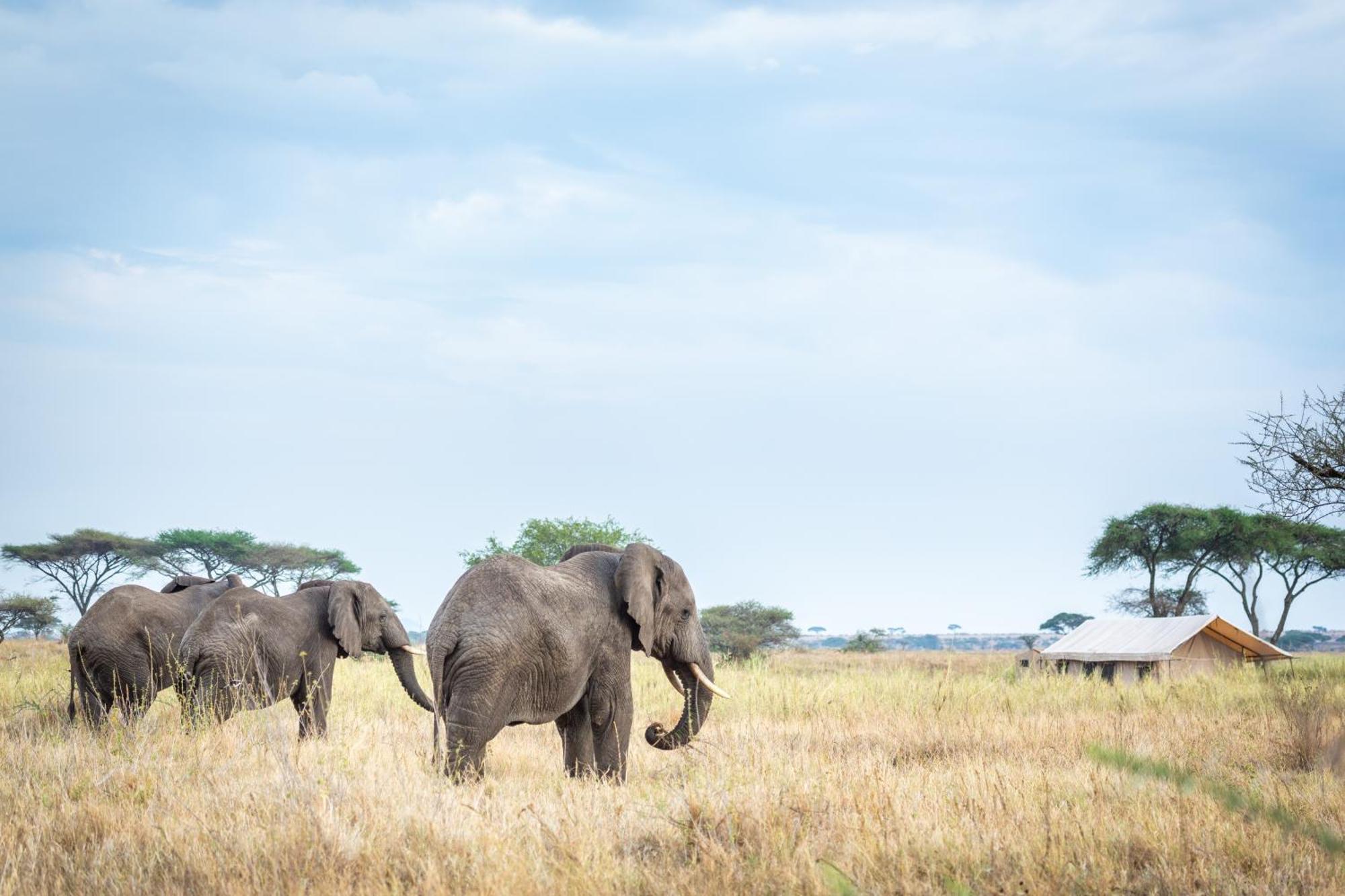 Mawe Tented Camp
