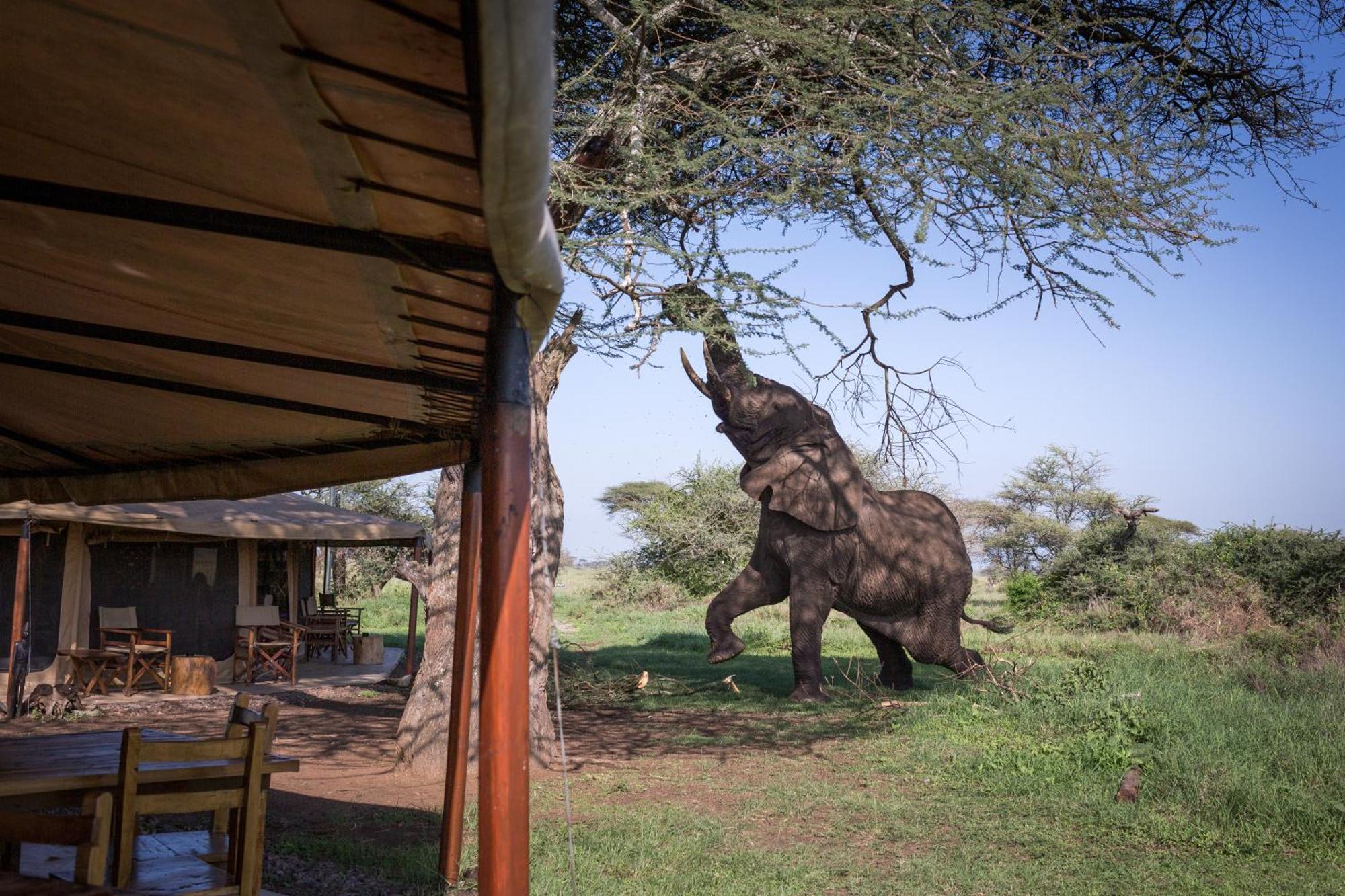 Mawe Tented Camp بيت خشبي *